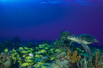 A hawksbill turtle about to invade a party pf bluestriped grunts on the reef in the Cayman Islands