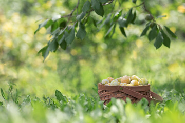 A wicker basket with yellow plum berries stands under a branch