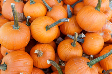 Fall Harvest, Pumpkins, Gords, Farm in the Fall, Pumpkin market