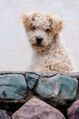 portrait of a cute dog