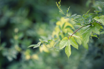 green leaf on blurred airy background