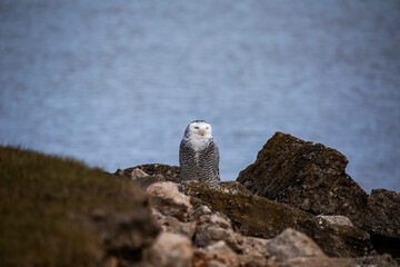 The Snowy owl (Bubo scandiacus), also known as the polar owl, the white owl and the Arctic owl on the shore Lake Michigan in winter during migration from the north.