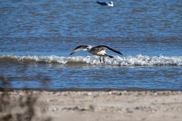 The flock of American herring gull or Smithsonian gull (Larus smithsonianus or Larus argentatus smithsonianus) in flight on the shores of Lake Michigan