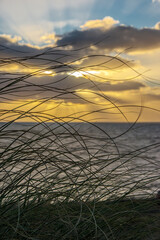 Grasses moved by the wind at sunset over the ocean in Punta del Este, Uruguay.