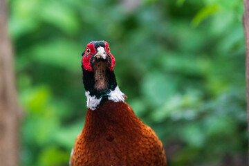 The common pheasant (Phasianus colchicus)