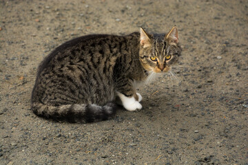 kot siedzący na wiejskiej drodze