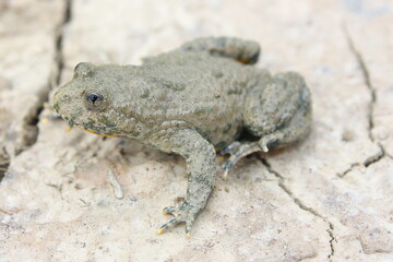 The yellow-bellied toad (Bombina variegata) in its natural habitat