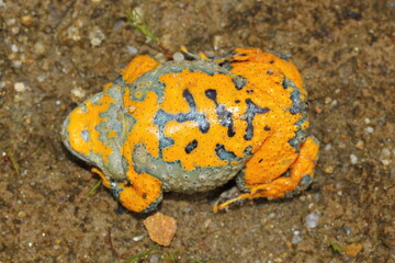 The yellow-bellied toad (Bombina variegata) shows belly during the defensive behavior