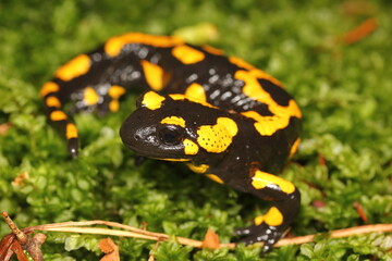 The fire salamander (Salamandra salamandra) in its natural habitat
