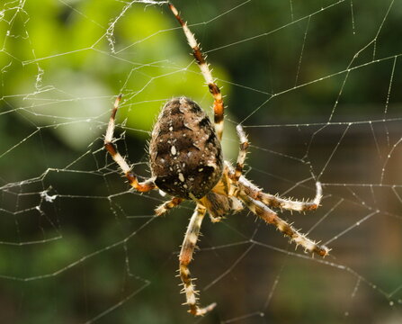 close up pictures of some spiders