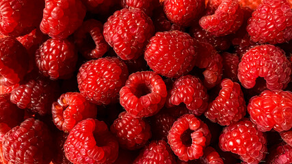 Full frame raspberry background. Berries texture or pattern. Fresh red juicy fruits, close up. Horizontal. Selective focus on berries