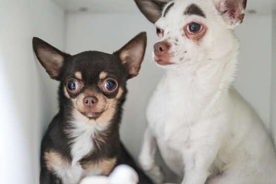 2 Chihuahuas mit Glupschaugen im Schrank
