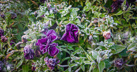 Withering petunia flowers are covered with hoarfrost