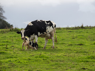Mother cow helps clean newborn calf in the field