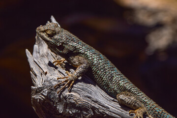 Lizard on Branch