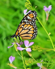 butterfly on flower