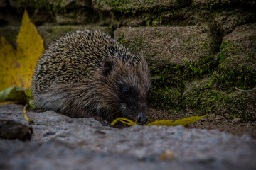 Cute brown burr in the street of a town