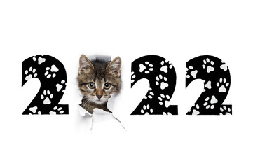 2022 year concept, little grey kitty in hole of paper and drawn black numbers with cat white paw footprints, isolated on white background, new year design