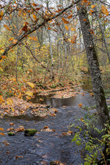Beautiful natural autumn view of small river flowing through forest in autumn.