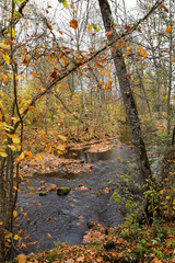 Obraz premium Beautiful natural autumn view of small river flowing through forest in autumn.