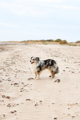 Fototapeta na wymiar Blue merle sheltand sheepdog standing in baltic beach on sand.
