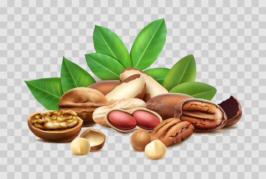 3d realistic vector icon. Different nut types collection. Shelled, unshelled, leaves. Isolated.