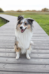 Beautiful blue merle shetland sheepdog sitting on wood path near baltic sea.