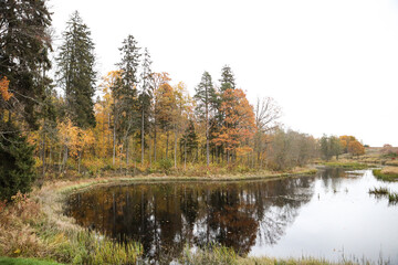 Countryside view of small pond and yellow forest trees near water in late autumn.