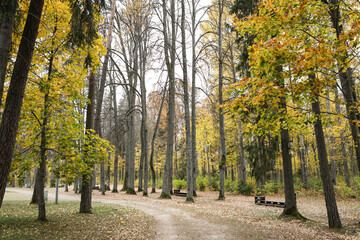 Natural autumn view of yellow trees near forest road.
