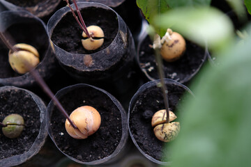 germinated avocado seeds in pots top view