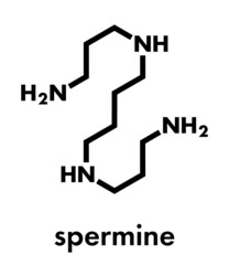 Spermine molecule. Skeletal formula.