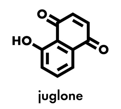 Juglone walnut molecule. Skeletal formula.