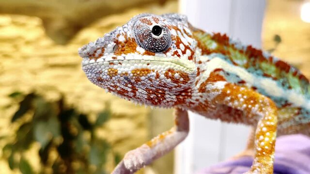 Chameleon panther with colorful bright multicolor skin in the contact zoo, close-up. Exotic reptile
