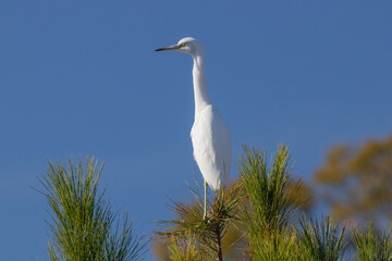 white egret sitting atop a pine tree on a sunny day with a clear blue sky
