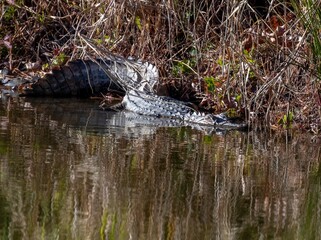 North Carolina alligator laying by the water showing reflections