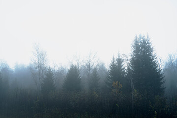 Mysterious, mystical. Dark forest in the fog, fantasy landscape. Ominous, gloomy forest in the evening