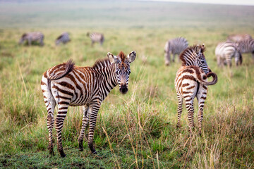 Baby Zebra in Kenya Africa