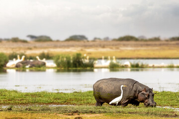 Hippo and Egret in Scenic Amboseli Marshlands - obrazy, fototapety, plakaty