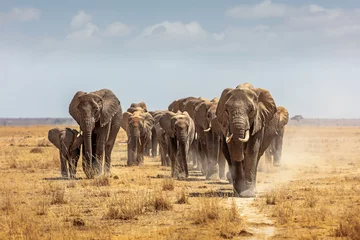 Tuinposter Herd of African Elephants Walking Towards Camera © adogslifephoto