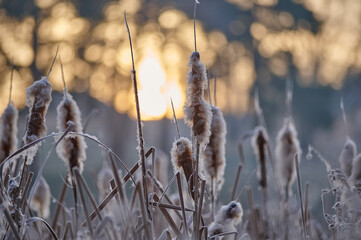 Reed on the lake on a frosty morning. Dawn in late autumn.