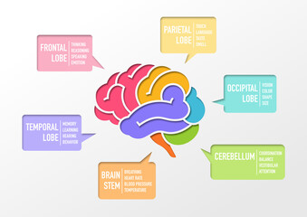 Human brain Section and function infographic, paper cut out design vector illustration - obrazy, fototapety, plakaty