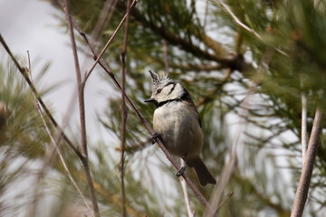 European crested tit, or simply crested tit, Lophophanes cristatus, sitting on a twig, very pretty bird with a tip on its head