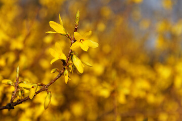 yellow flowers in spring