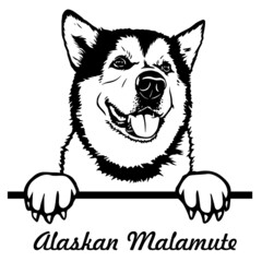 Alaskan Malamute Svg. Peeking Dogs. Breed face head isolated on white. Vector clipart. Cut cutting file © liza