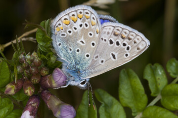 papillon azure bleu gros plan