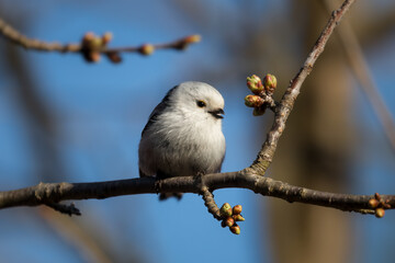 Long-tailed Tit sitting on a twig, Aegithalos caudatus, bird with white feathers and black tail, small European bird, fast and agile, looks like a small white ball