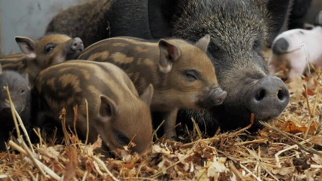 Little cute newborn piglets near their mother pigs on a farm in a heap of straw, free range and growing ecological meat