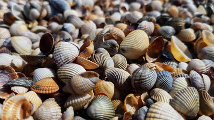 background of a small seashell. colorful beach sea