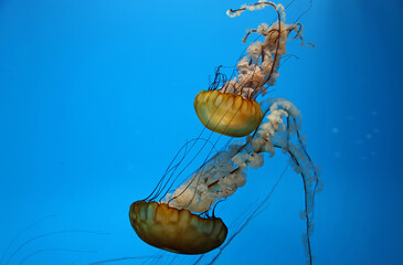 Two Pacific Sea nettles
