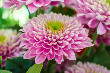 Beautiful pink chrysanthemum with other flowers